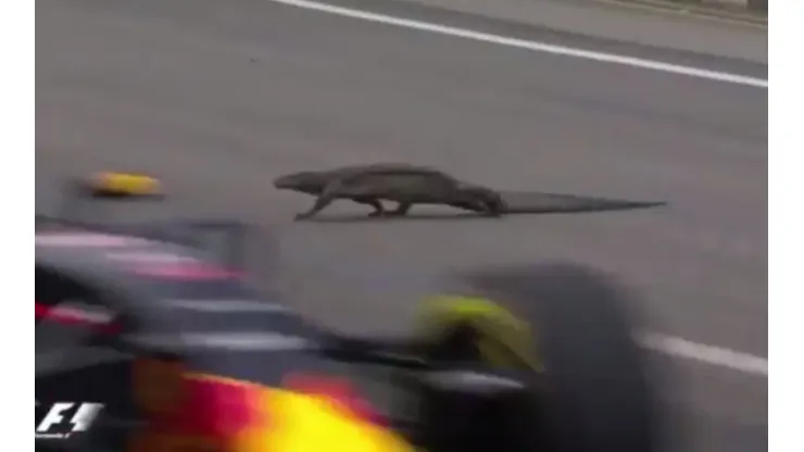 Iguanas on F1 Miami Track
