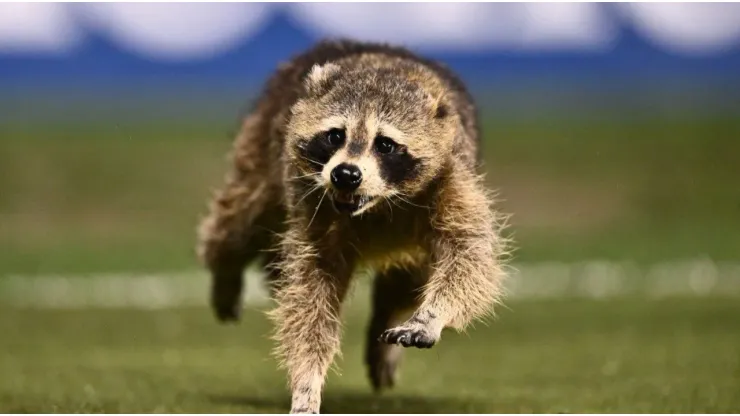 MLS: Raccoon runs rampant during Philadelphia Union - NYCFC