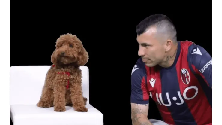 Acariciando a un caniche: así presentaron a Medel en su nuevo equipo