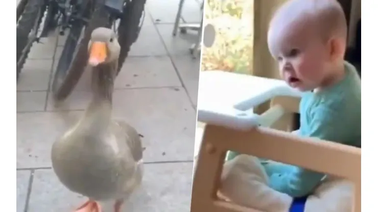 Video viral: la reacción del bebé al ver a este pato diabólico es todo lo que está bien