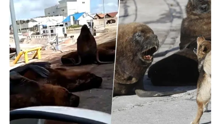 Fotos y videos: los lobos marinos se apoderaron de Mar del Plata