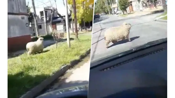 Solo en cuarentena: fue al supermercado en Lanús y casi choca a una oveja