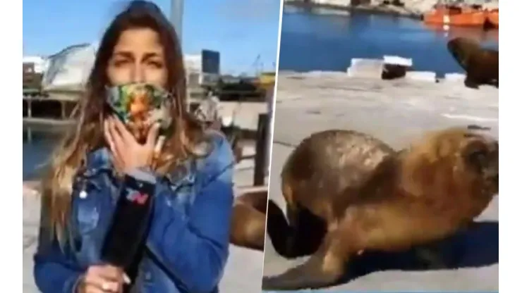 Video: un lobo marino le hizo pegar el susto de su vida a esta periodista