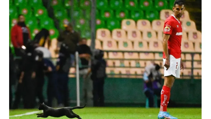 León Toluca y un gato invadió el terreno de juego Apertura 2022
