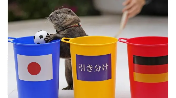 La nutria que es furor en Japón.
