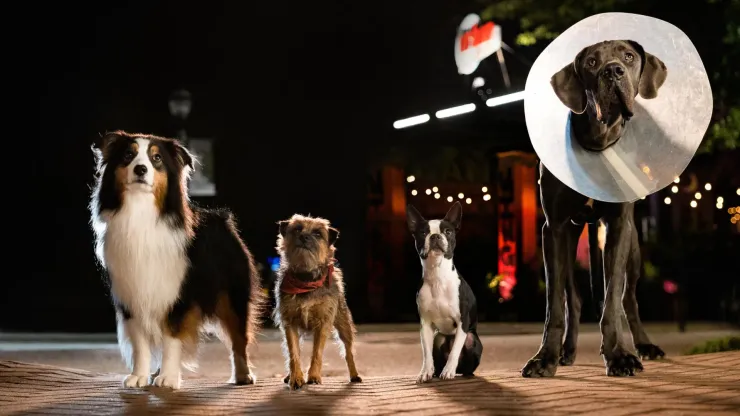 Will Ferrell, Jamie Foxx, Isla Fisher and Randall Park in Strays.
