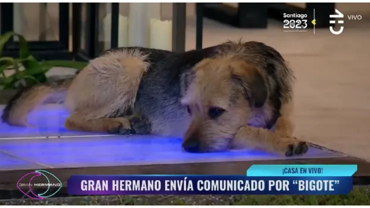 Bigotes, el perro de Gran Heramano Chile 2023.
