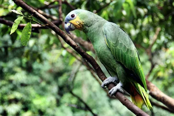 Papagaio possui aparelho fonador especial, o que possibilita imitar outras espécies (Pixabay/alvaroas840)