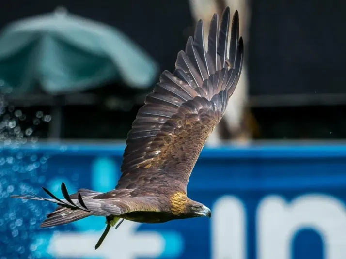 Presentan proyecto a favor de conservación y reproducción de Águila Real