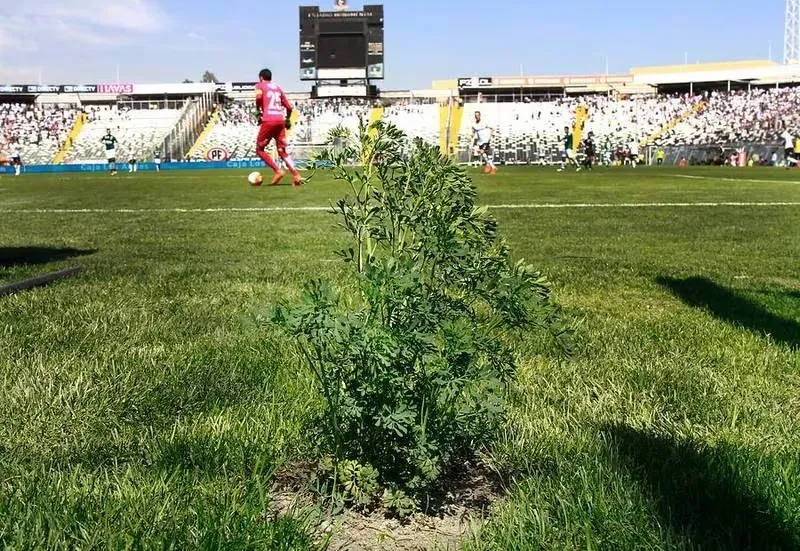 La ruda que se plantó por cábala en el Monumental