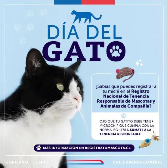 Día del Gato. Foto: Gobierno de Chile.