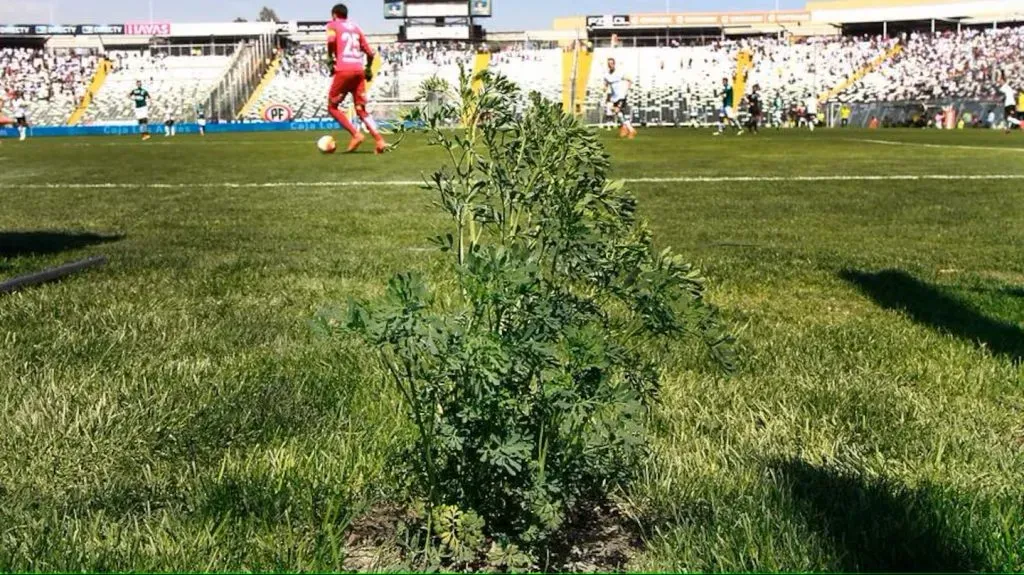 La ruda de Colo Colo: Copiapó imita la cábala.