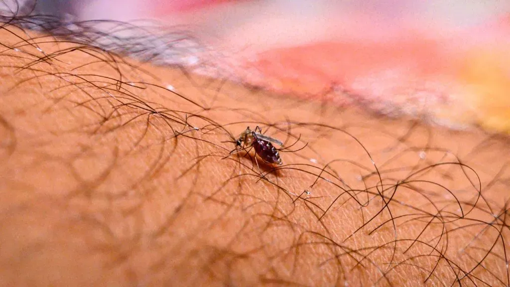 El mosquito Anopheles es uno de los que causa la infección de la malaria (IMAGO / NurPhoto).