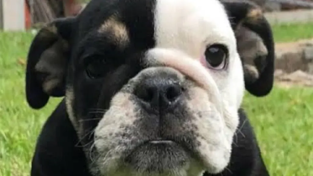 Simpático, cachorro da cantora Lexa. Reprodução: Instagram/Lexa