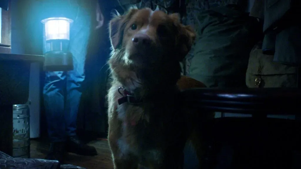 Good Boy