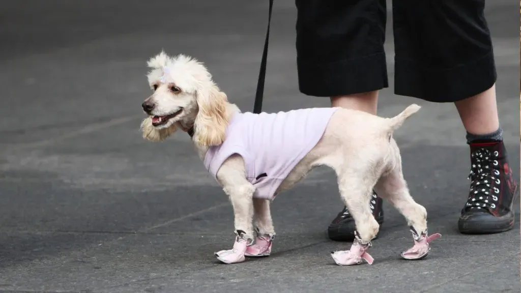 Zapatos para perros (imagen de Aguja Comunicaciones)