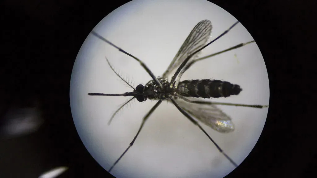 Mosquito del dengue