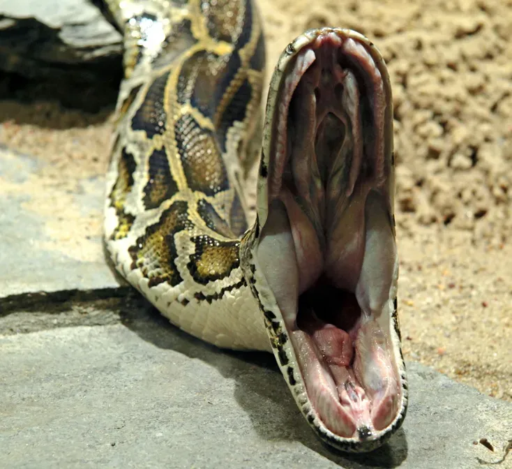 Pitón birmana con la boca abierta | Foto: Mannes Fotos, GFDL 1.3 vía Wikimedia Commons