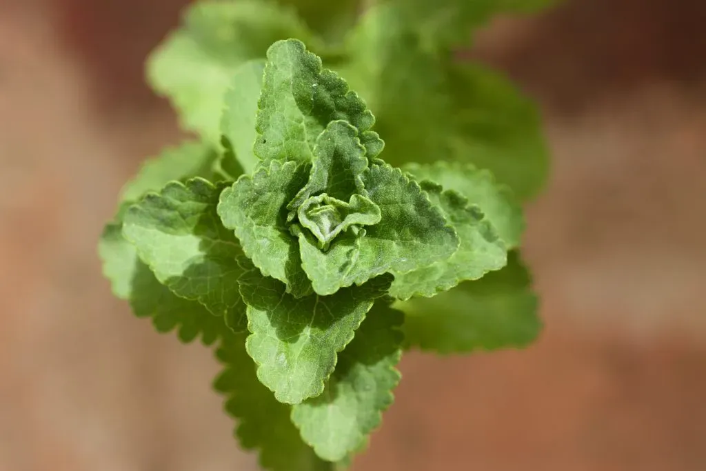 La hoja de Stevia se utiliza como endulzante natural – Foto: IMAGO.