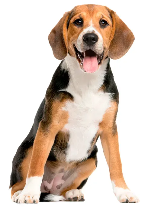 Foto: Purina.es