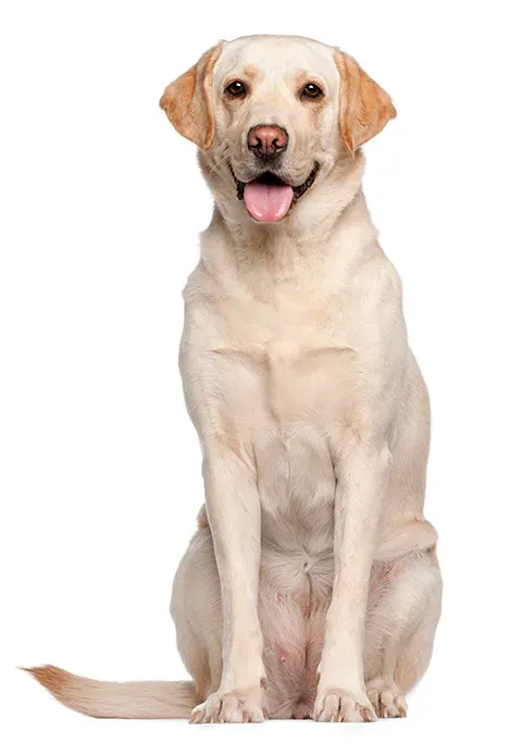 Foto: Purina.es