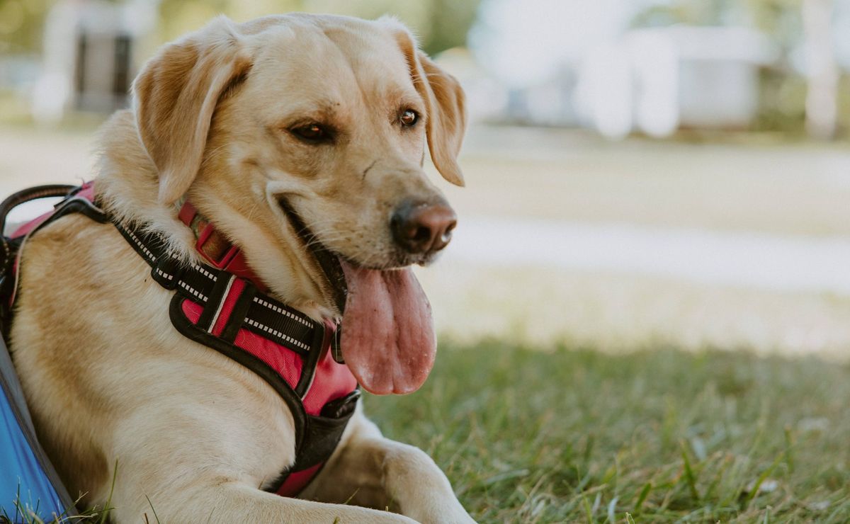 COVID-19 in pets? Discover the discovery of Chilean scientists