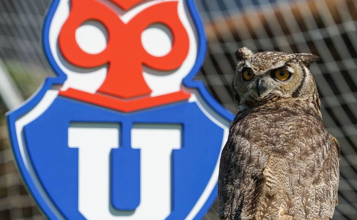 ¿U de Chile perderá el Chuncho y el nombre? Representante de la casa de estudios en Azul Azul y anuncio a los hinchas