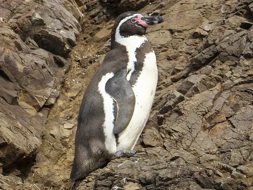 Así son los pingüinos de Humboldt. Imagen: eBird.