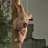 Palmeiras recebe provocações de organizadas do Corinthians com direito a nova cabeça de porco