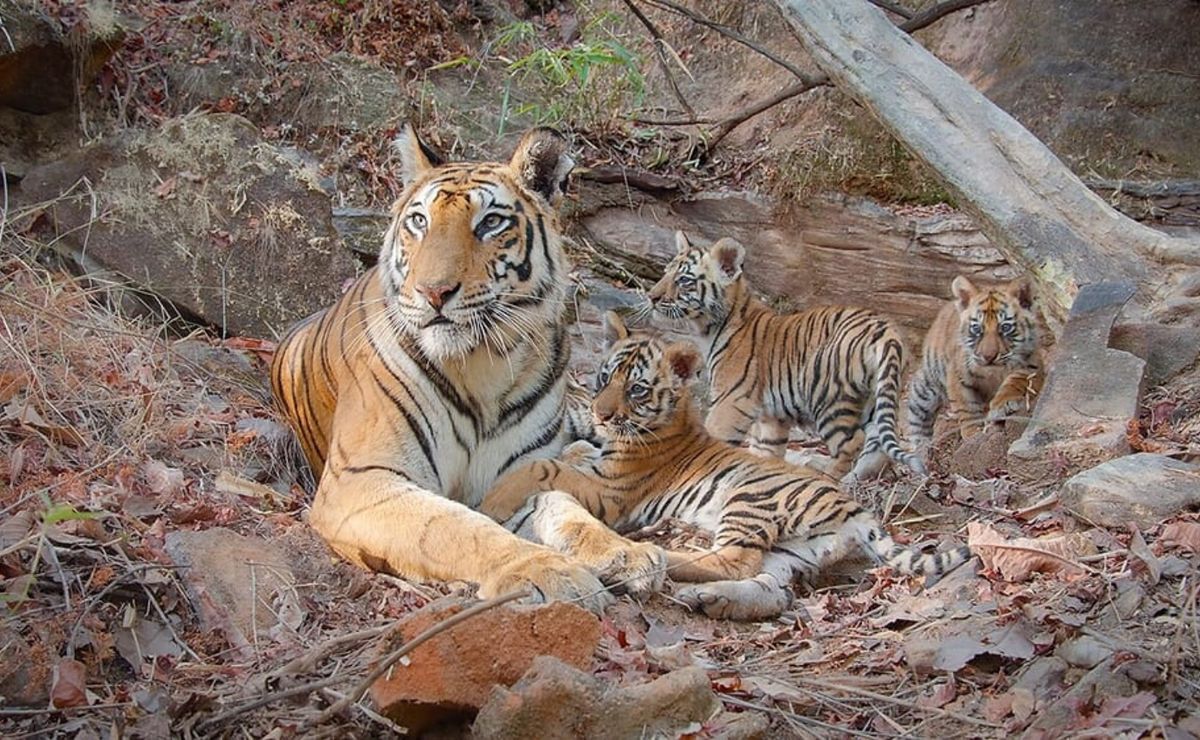Disney+: Plataforma ganha documentário sobre a vida de uma tigresa e filhotes