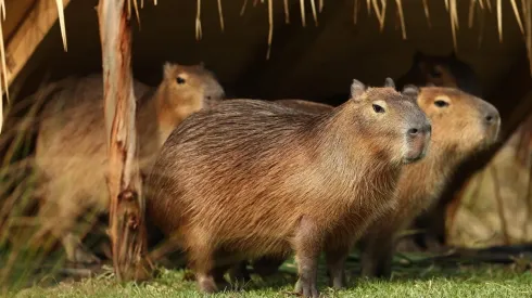 Carpinchos invadieron Nordelta y los vecinos están preocupados por los daños (Fuente: Getty Images)