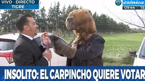 Insólito: el "hombre carpincho" fue a votar a Nordelta