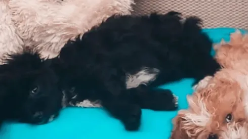 Mora, la perrita que ingresó a Gran Hermano.