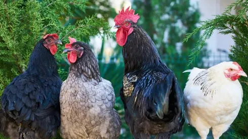 ¿Cómo se contagia la Gripe Aviar y cuál es el riesgo en humanos?