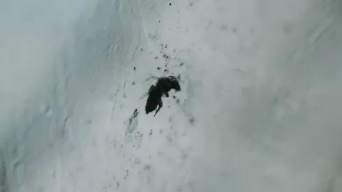 ¿Qué son los "bichitos" negros que pican y cómo eliminar los piojos de paloma?