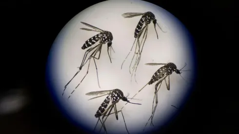 Así se ve el dengue.