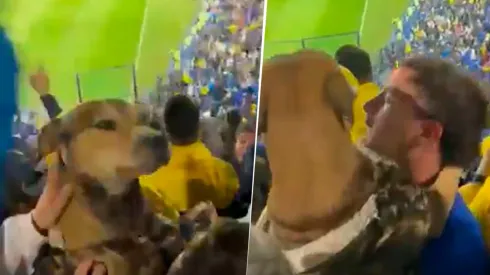 VIDEO VIRAL | El perro que saltó al ritmo de la hinchada de Boca