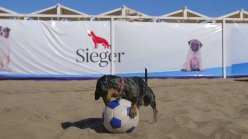 El parador para perros sigue a full en Pinamar