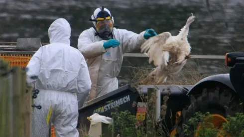 China confirmou primeiro caso de gripe aviária H10N3 em humanos