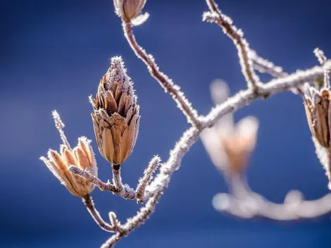 “Dias de frio e geada devem ser esperados no mês de agosto e setembro”, diz empresa de meteorologia