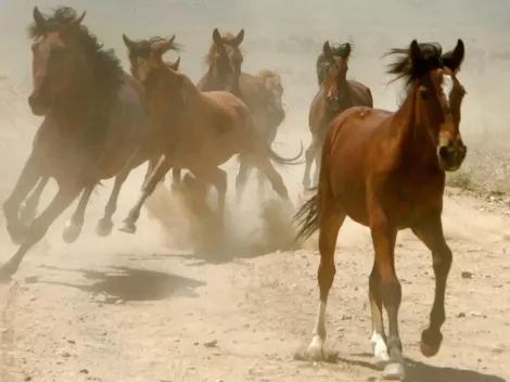 Investindo em jogadores de poker, os populares “cavalos” de torneio