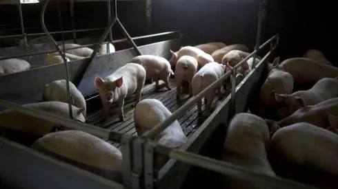 Descubra o que é peste suína clássica