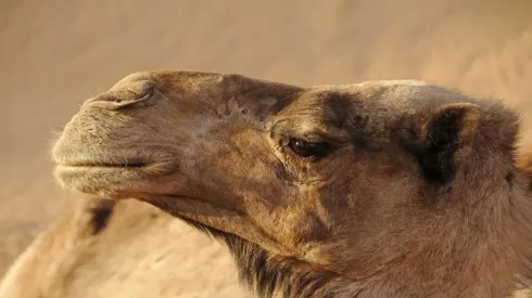 Foto: Pixabay – Camelo no deserto.