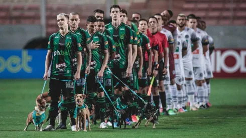 América-MG fez ação para adotarem cães impactados por Brumadinho (Foto: VinniSilva - Portrel Imagens)