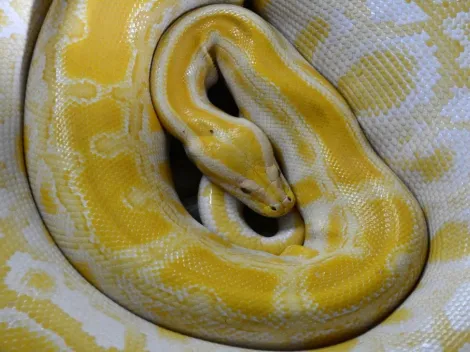 Polícia Civil resgata cobra rara avaliada em R$15 mil; o animal foi encontrado no RJ