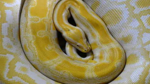 Foto: Pixabay - Imagem de uma Píton Amarela.