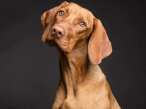 Estudo aponta que cachorros podem apresentar os mesmos transtornos psicológicos que os humanos