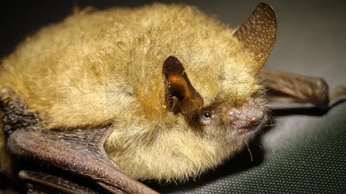 Foto: Pixabay - Um morcego.