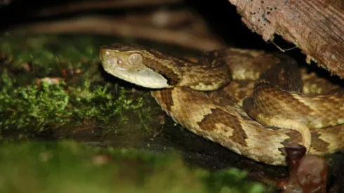 Foto: João Paulo Burini/GettyImages - Foto de uma Jararaca.