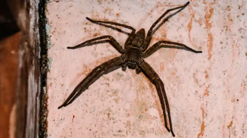 (Photo by Soumyabrata Roy/NurPhoto via Getty Images) - Imagem de uma Aranha-Caçadora.